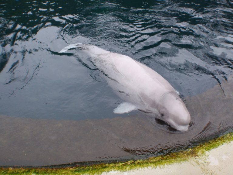 Francia, morto il beluga salvato dalla Senna: fallito il tentativo di riportarlo in mare
