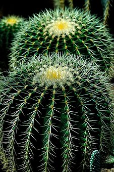 Cactus peyote: minacciata la pianta usata nelle cerimonie indigene