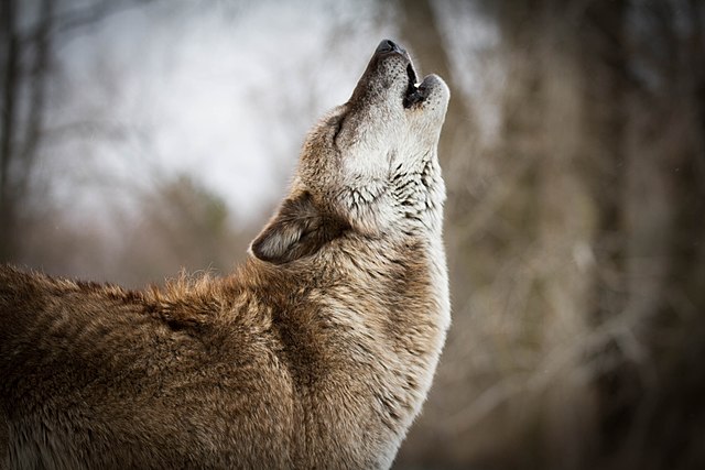 Svezia: il governo autorizza la prima caccia al lupo dopo anni di salvaguardia