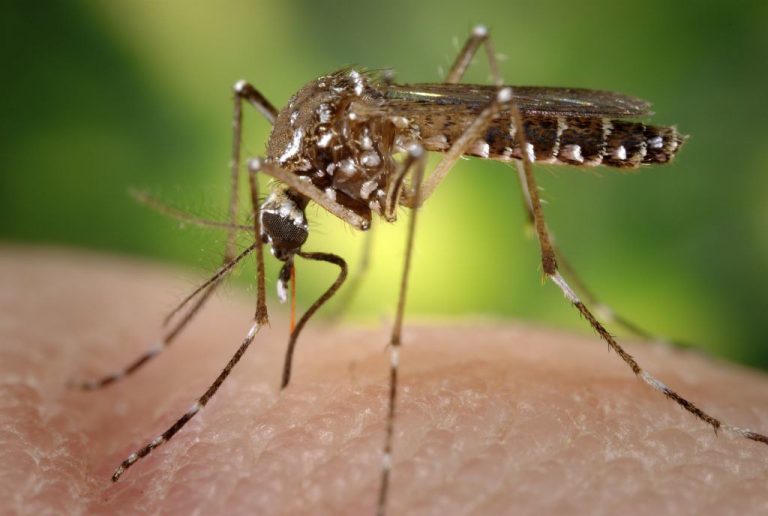 Bolivia: scoppia epidemia di dengue