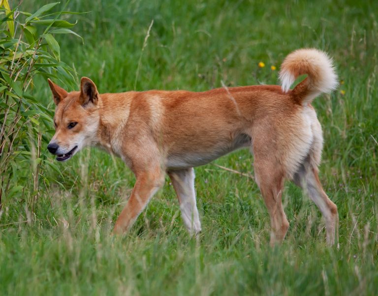 Australia: un dingo attacca una bambina sull’isola di K’gari-Fraser